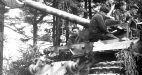 Фердинанд 653-го дивизиона тяж.штурмовых орудий. Июль 1943 г. 